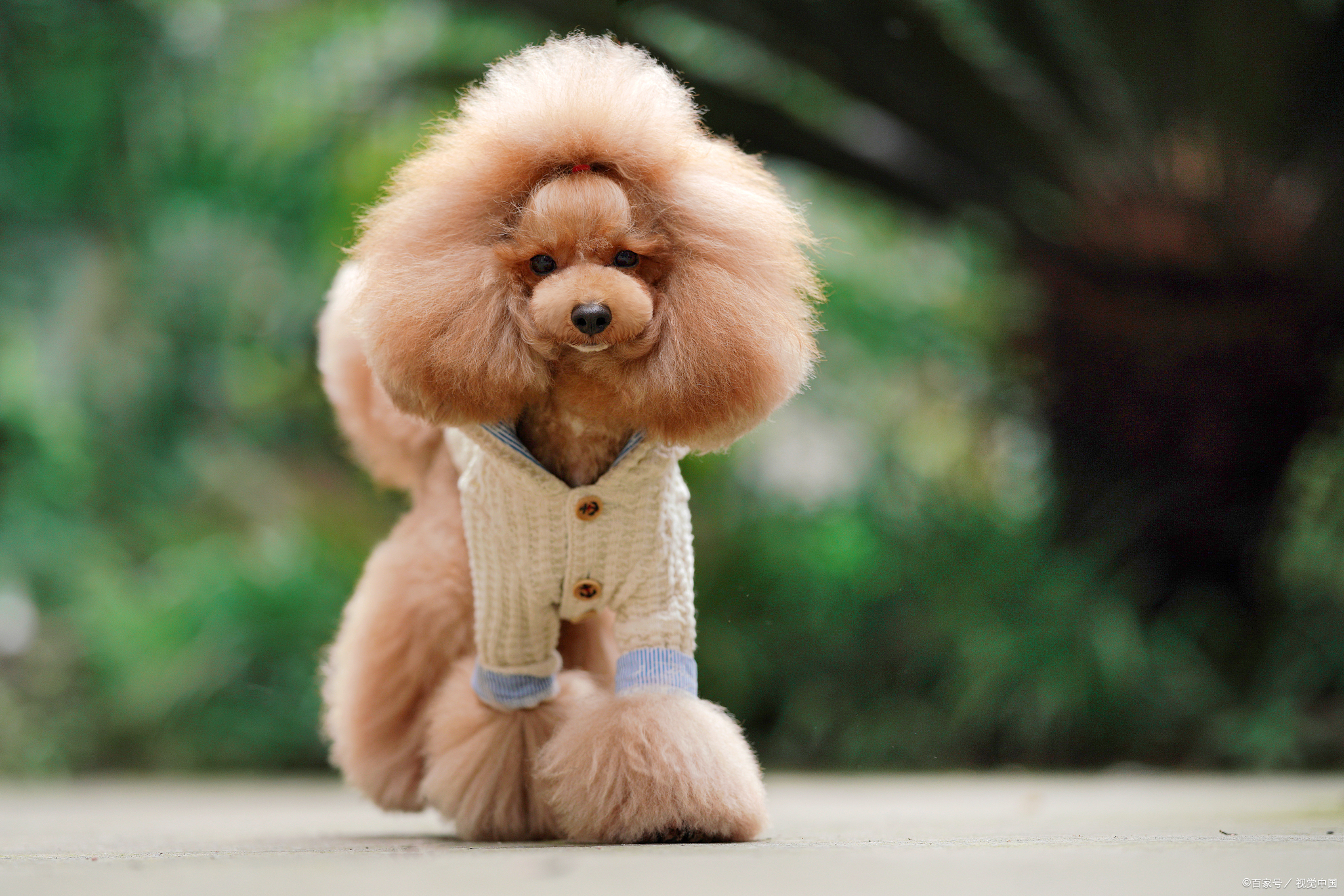 2个月的泰迪不爱动总睡觉正常吗,泰迪夏天没精神怎么回事