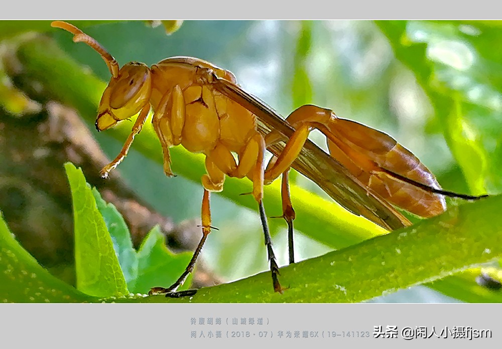 摄影图文：“秋天莫惹胡蜂”,几种常见的胡蜂
