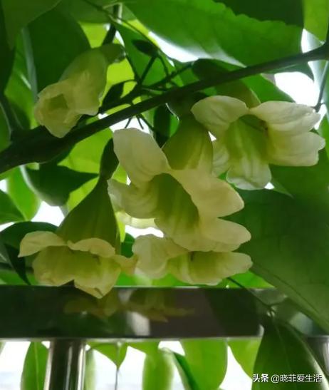 旺财旺家的3种花,5种花寓意好富贵养人