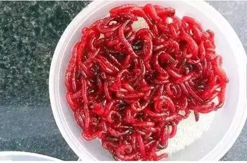 红虫蚯蚓大虾拉饵方法大集合,红虫虾饵蚯蚓拉饵