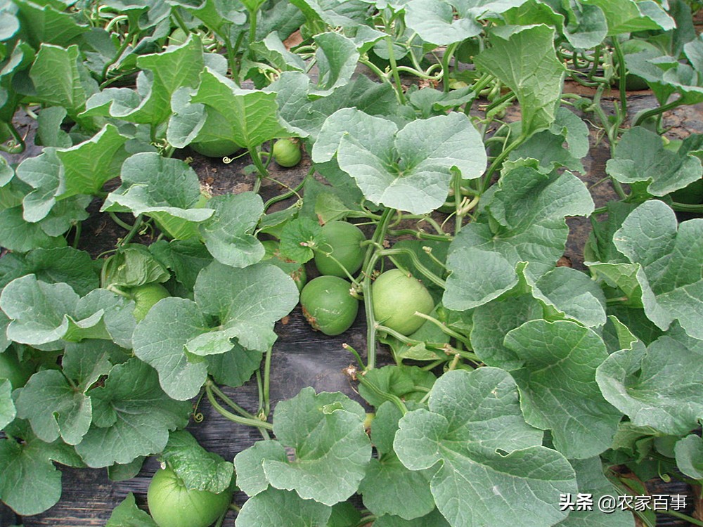 农村的小屎瓜是什么,农村常见屎瓜来历