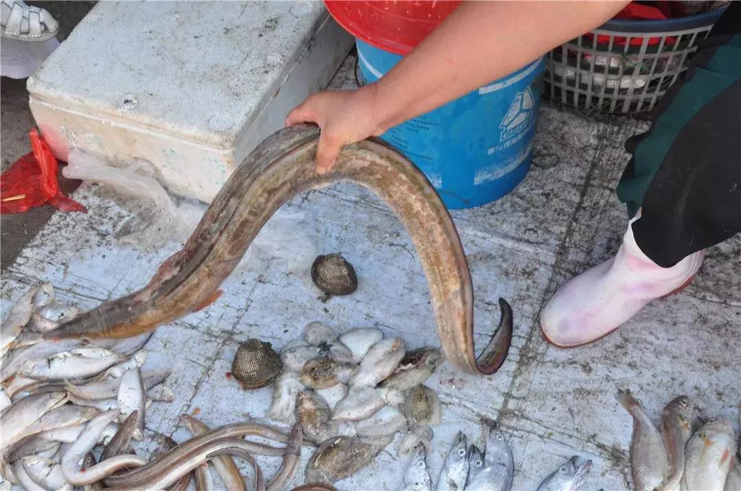 青岛开海了新鲜肥美的海鲜已上市,青岛开海红岛海鲜八大关