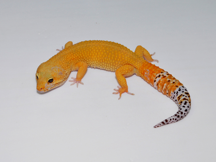 Eublepharismacularius豹纹守宫