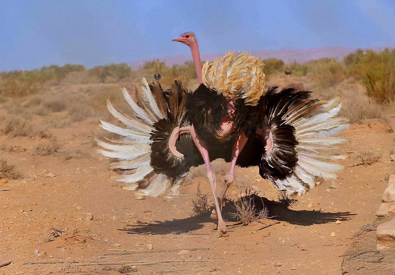 鸵鸟躲避危险的方式,鸵鸟遇到危险时会把头埋在土里吗