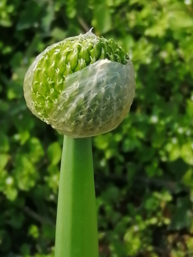 祭天堂的父母,祭天堂的父亲母亲