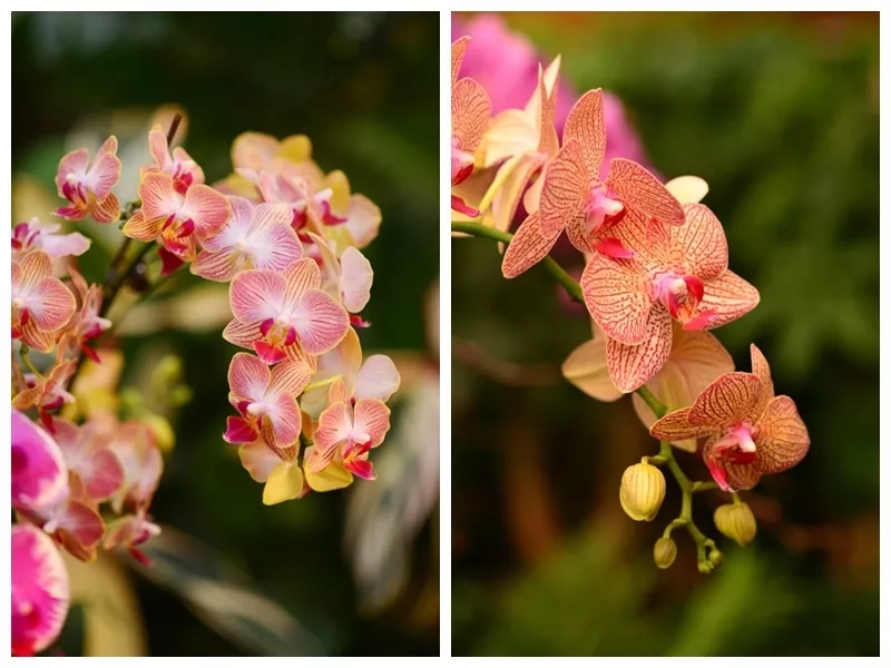 蝴蝶兰难养,蝴蝶兰开花后需要做好的养护要点