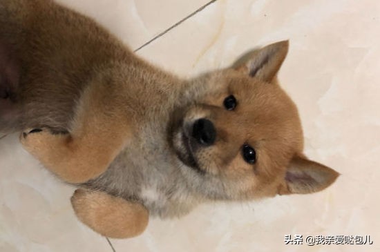 狗狗大便带血有几种原因怎么处理,狗狗大便带血的原因和解决方法