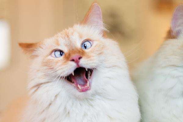 铲屎官嫌弃小狗口臭,怎么解决猫咪口臭的问题