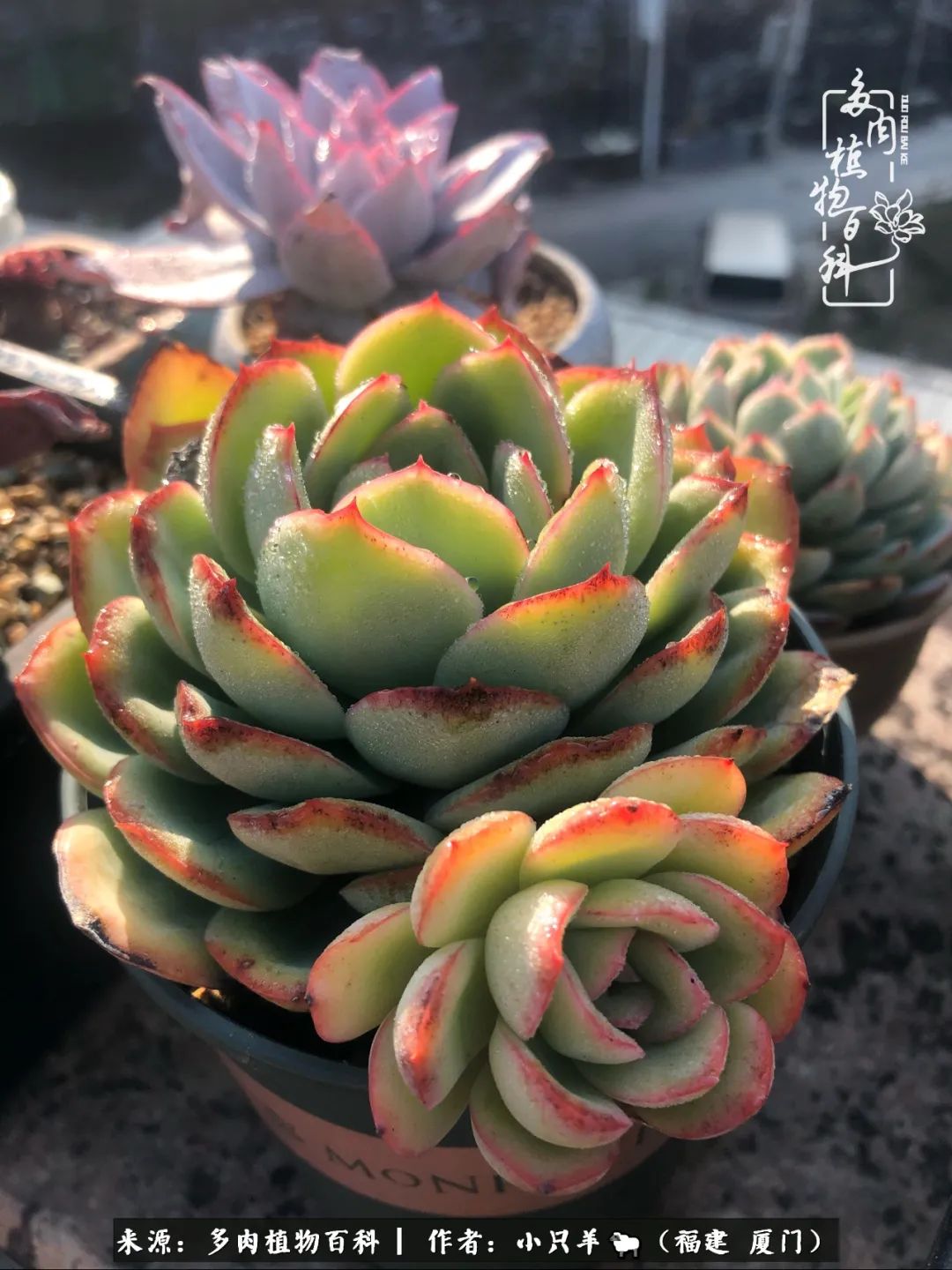 大城小爱:养多肉是个愉快的过程,种下去就有了无尽的期待