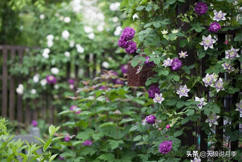 铁线莲折扣,铁线莲哪款值得入手