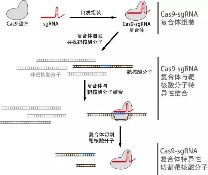国产抗癌新药来啦,基因技术新突破