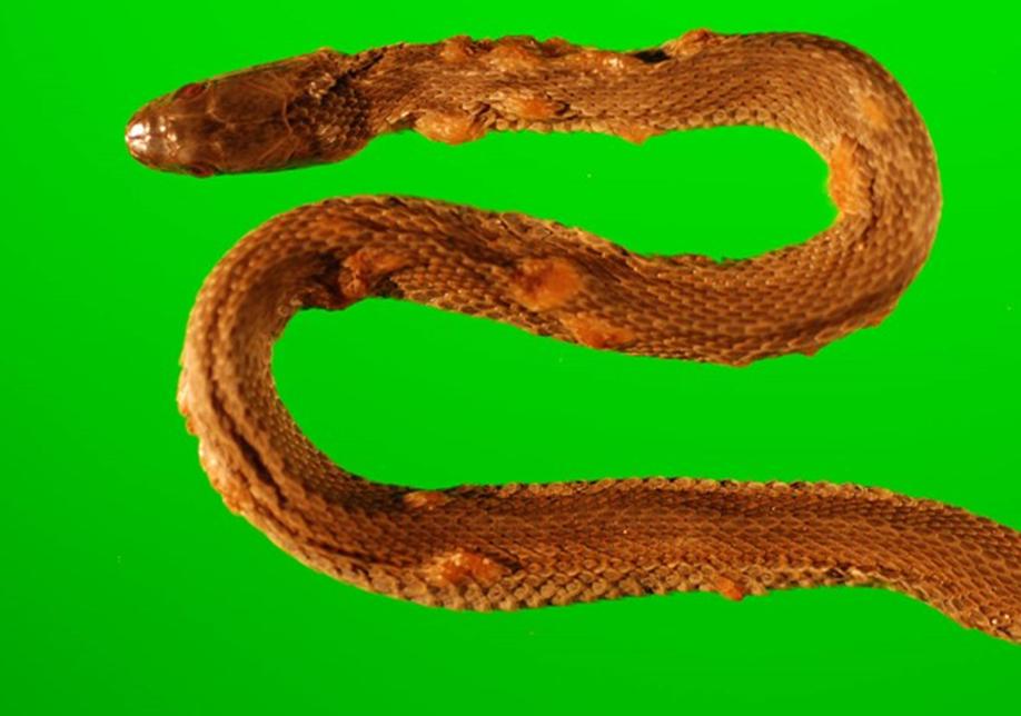 杀蛇是种什么病,杀死蛇真的好吗