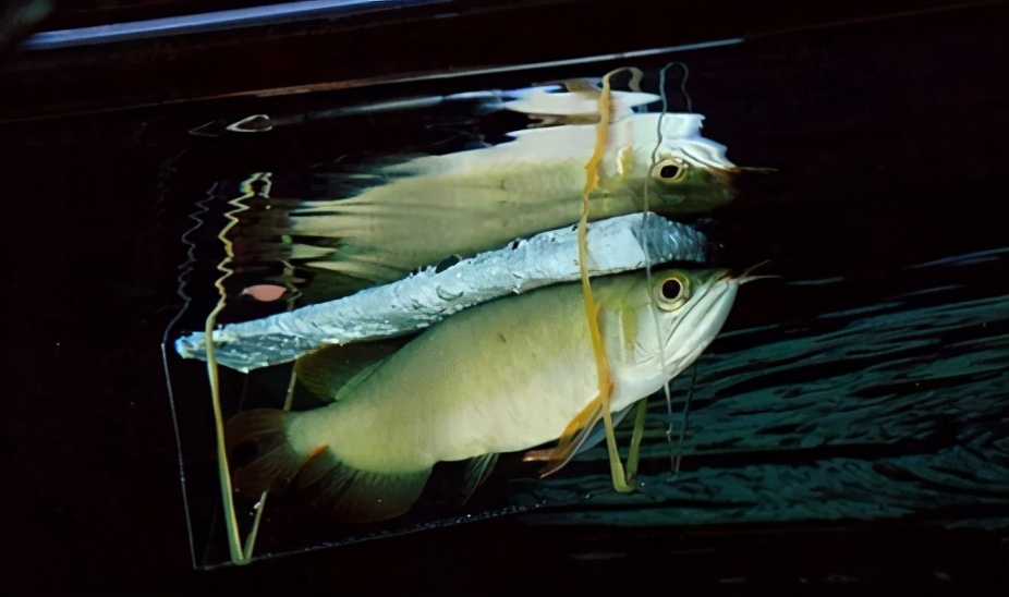 小龙鱼疾病,龙鱼突发疾病