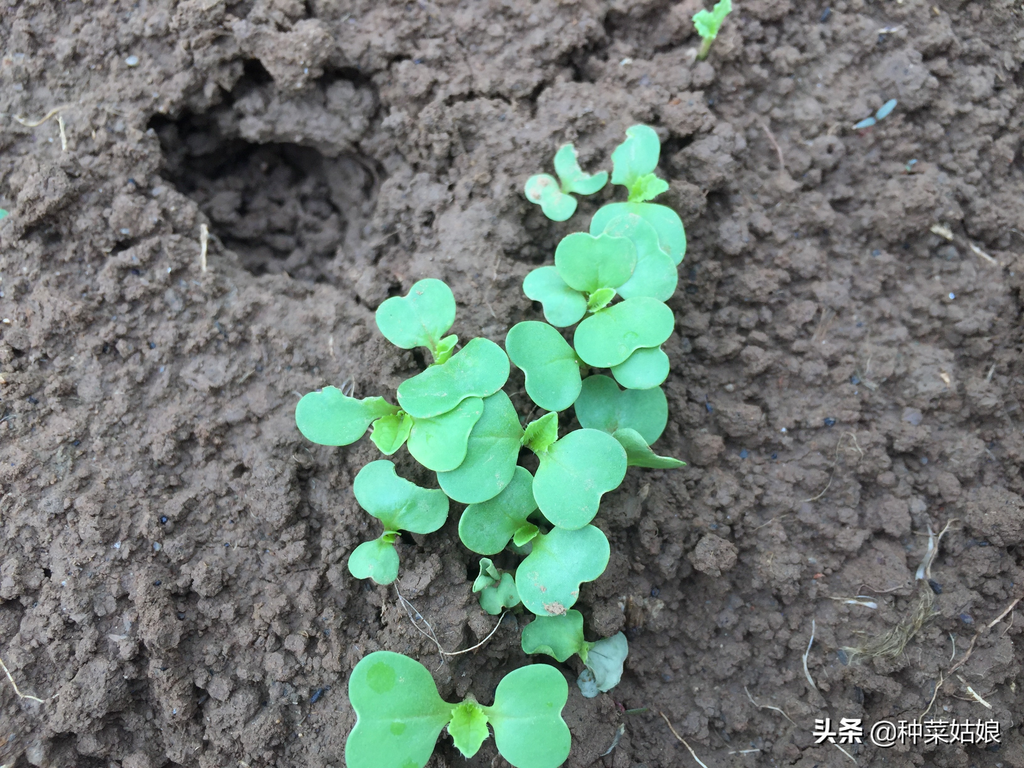 在家种菜如何防治地下害虫,菜园地下害虫怎么防治