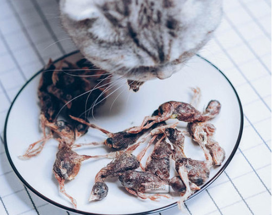 猫吃生骨肉注意事项,猫咪吃生骨肉要注意什么