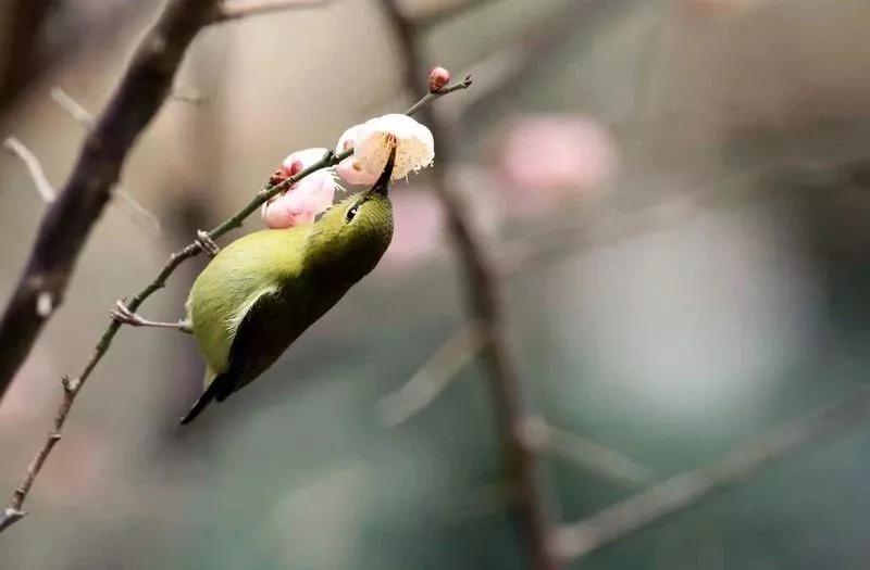 轻轻推开大门,轻轻推开新年的门扉唯美视频