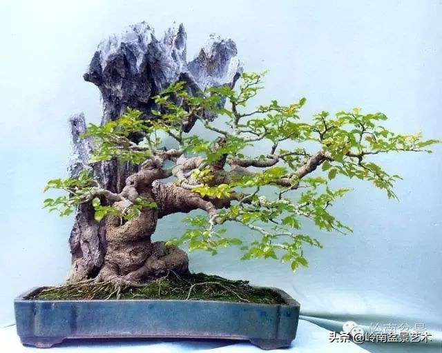 鎺㈡灊妞嶇墿,鎺㈡灊