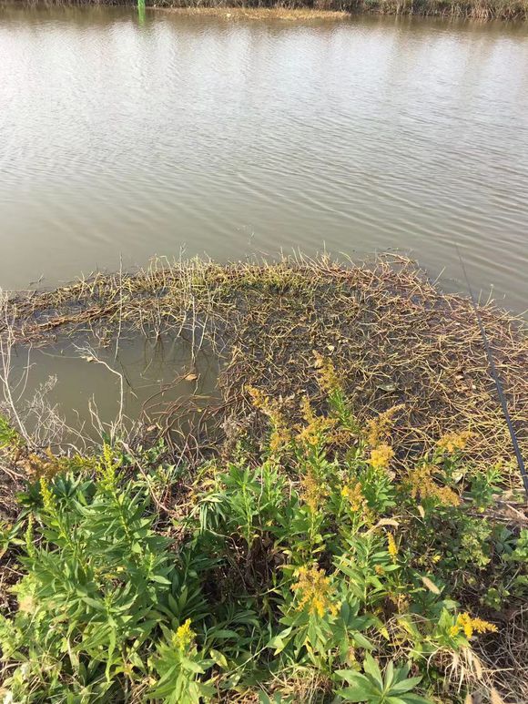 夏季台钓黑鱼怎么钓最好,夏季黑鱼路亚钓法教学