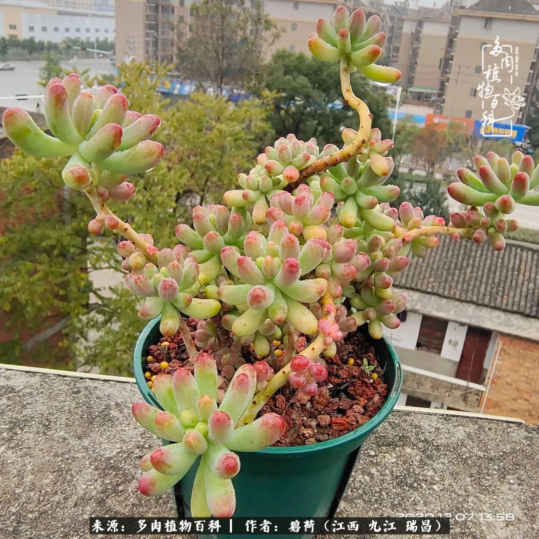 养了五年的多肉看到岁月的痕迹,经过一年春夏秋冬的轮回
