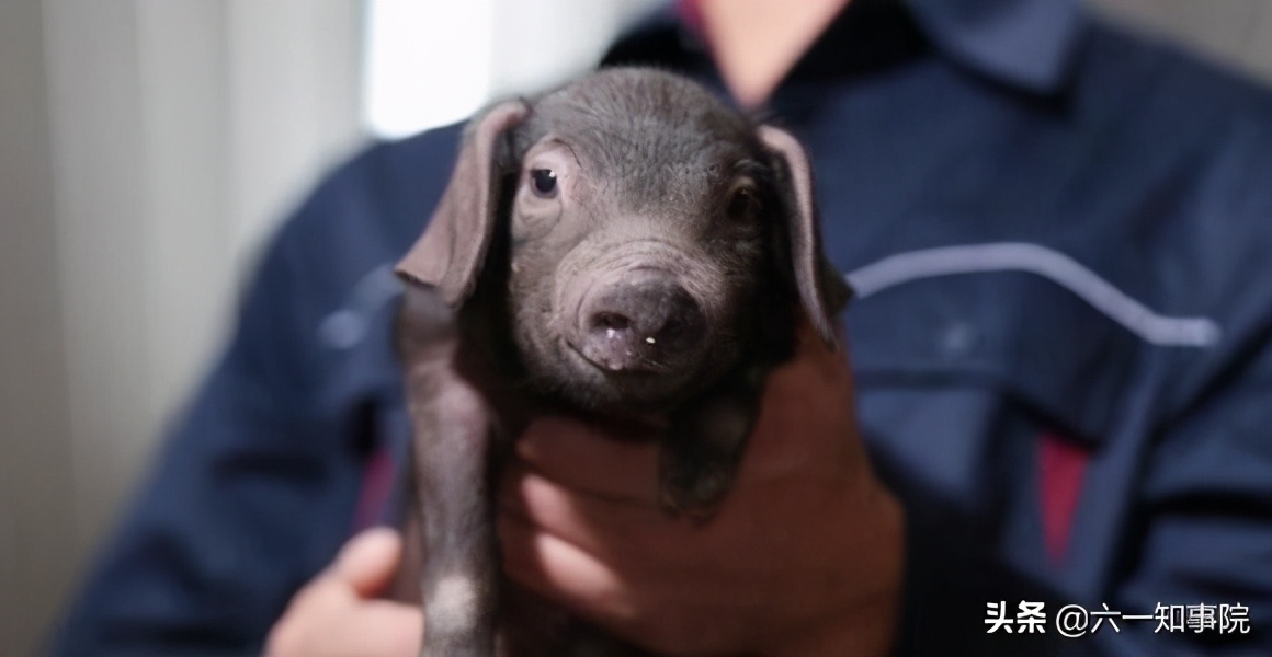 网易丁磊：一位佛系CEO的900天，亲历非洲猪瘟到新冠疫情