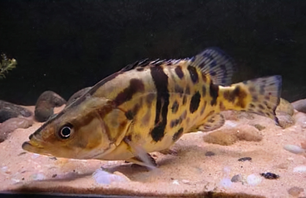 臭鳜鱼怎么读音,臭桂鱼怎么读