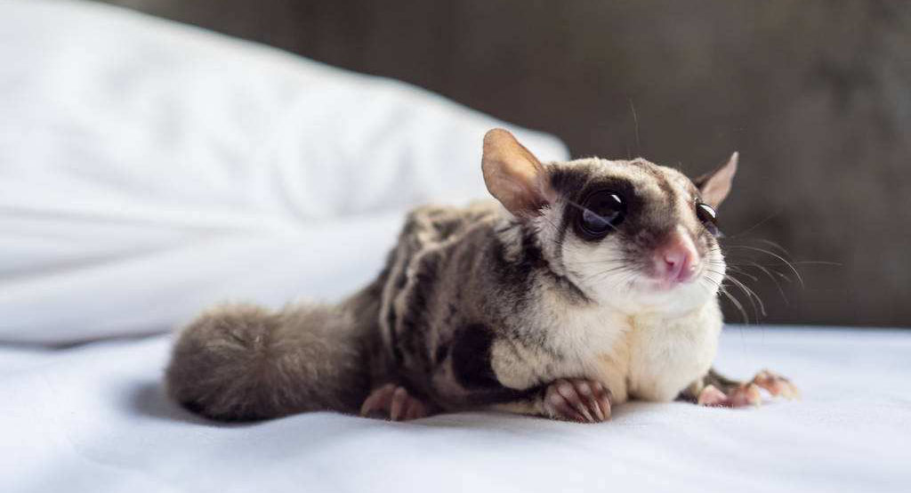 追星女孩的蜜袋鼯领养体验之5点