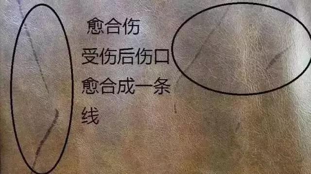 真皮沙发牛皮能修复吗,牛皮上的疤痕怎么去除
