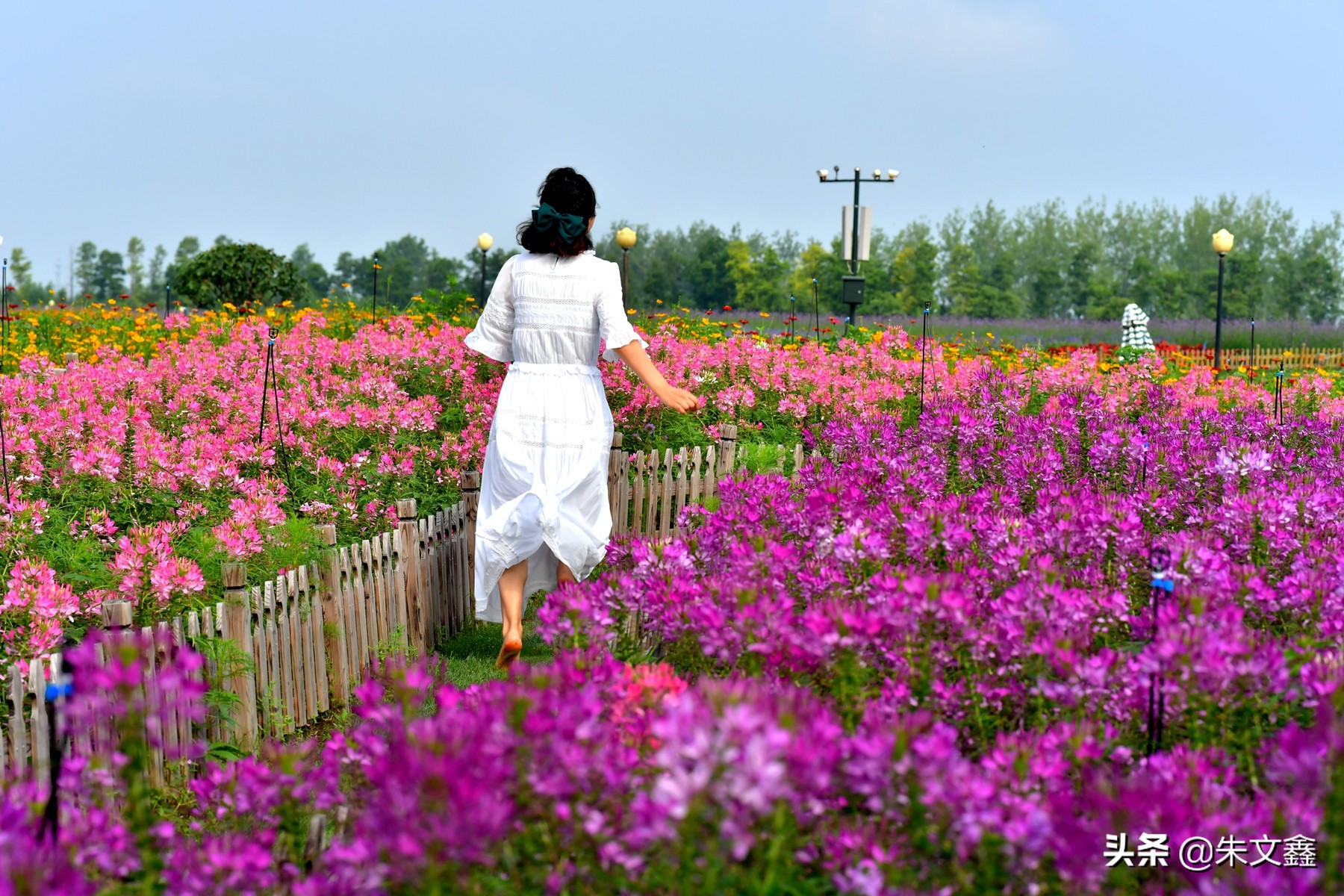 江苏大丰荷兰花海门票多少钱一张,大丰盐城荷兰花海