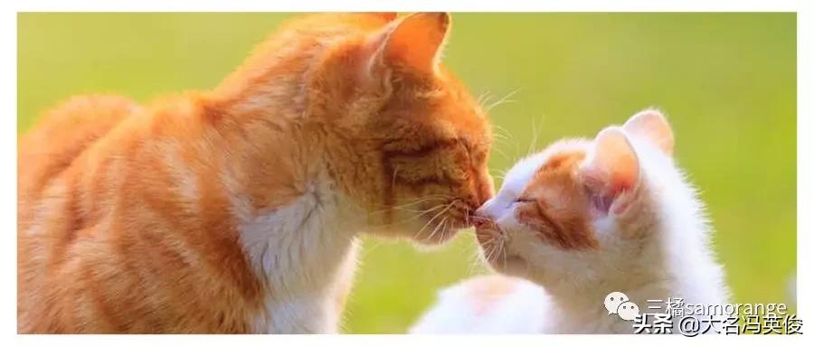 又双叒想要一只新猫咪了，该怎么做