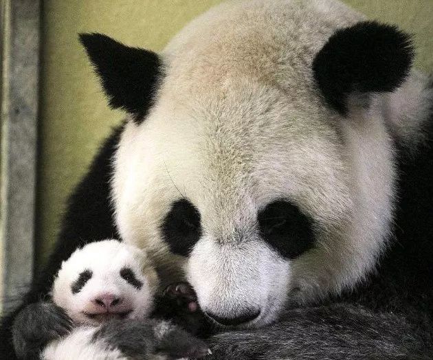 为什么全世界都喜欢大熊猫,世界各地的人们都喜爱大熊猫英语