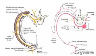 开胸手术断的肋骨怎么办,肋骨断了手术需要多少钱在上海