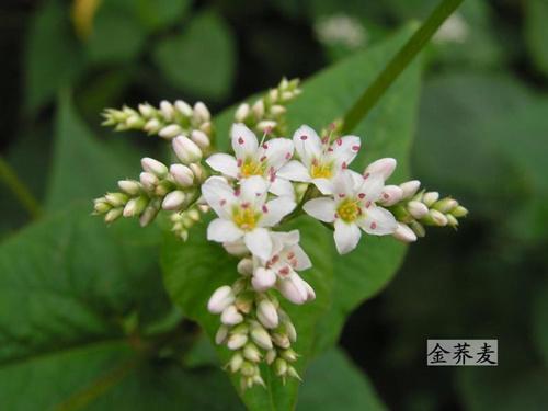 金荞麦是中药还是西药,中药金荞麦功效与作用