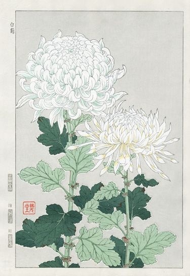菊花的品格和精神,菊花的美丽什么意思