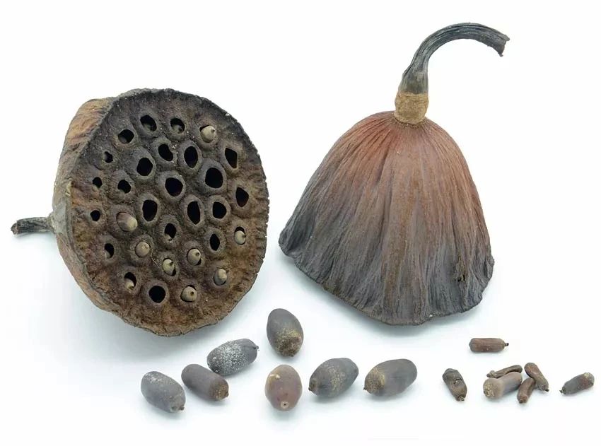 碗莲结了藕想让它再次开花怎么种,碗莲种藕生长到开花全过程