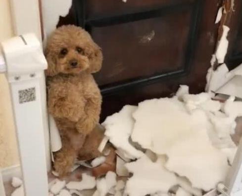泰迪犬被误会的几个动作,泰迪犬不同的行为代表着什么意思