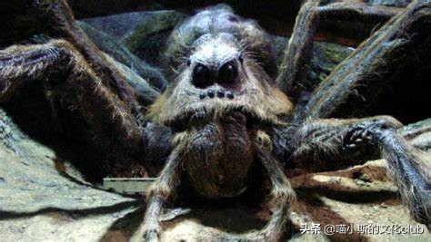 哈利波特金加隆值多少钱,哈利波特物价