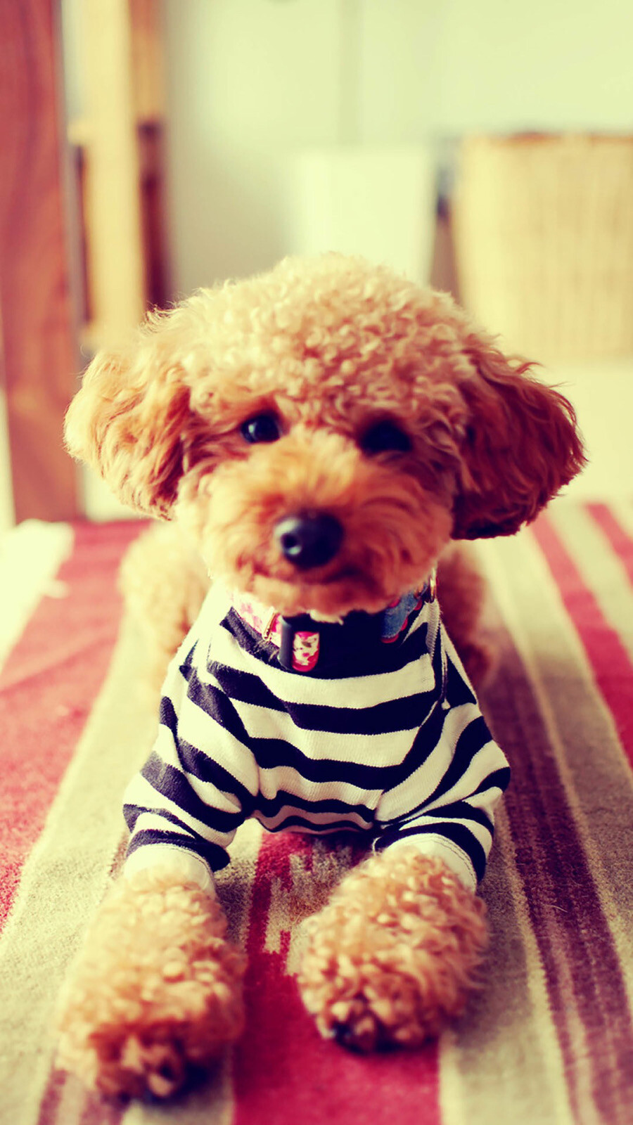 哪个品种的狗狗又好养又乖巧懂事,什么品种的狗狗适合有孩子家庭养