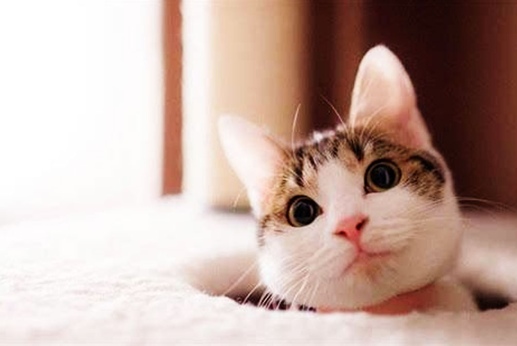 猫的耳朵好像发热是怎么回事,猫为什么耳朵热