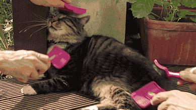 被猫咪抓了会传染吗,被猫咪抓伤了什么症状会感染