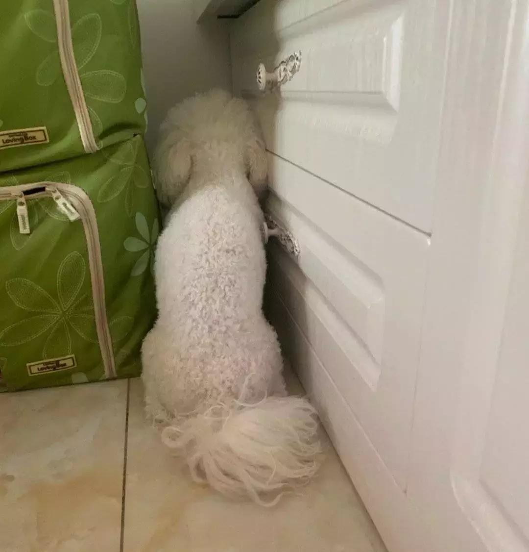 狗狗这么可爱，怎么舍得和它吵架呢？除非忍不住