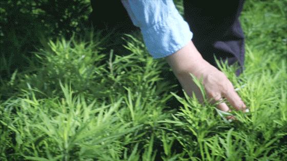 夏季苦夏如何调理,夏季吃5种苦味食物胜过进补