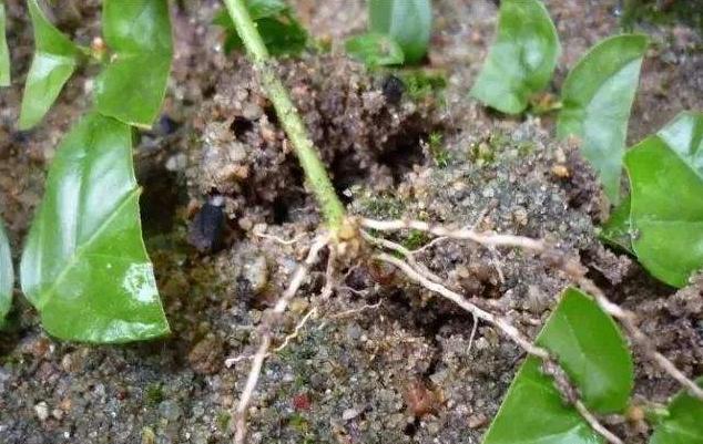 茉莉花怎样扦插容易成活,茉莉花的扦插方法图解