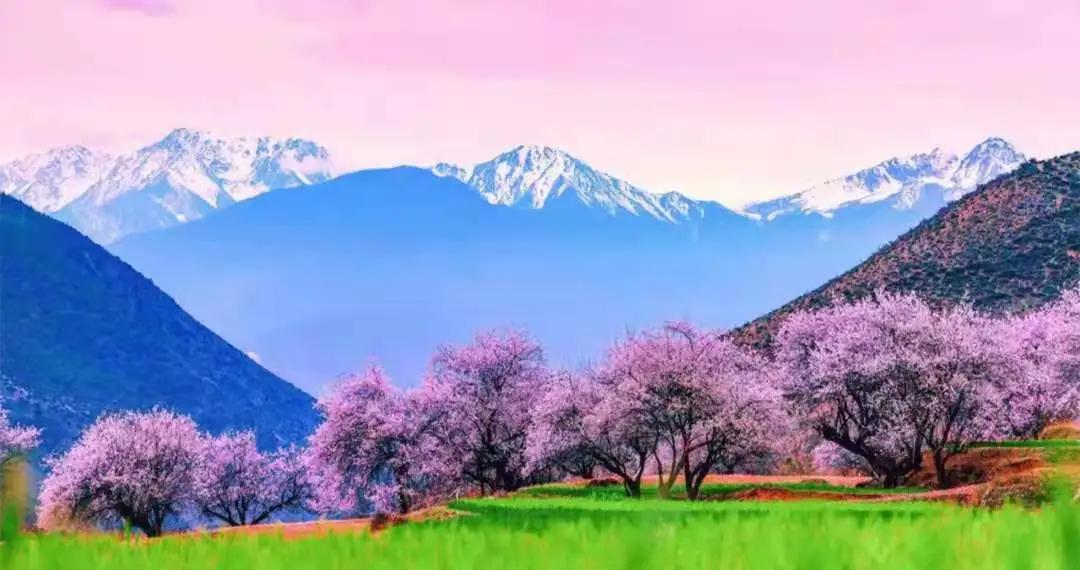 川西自驾赏花游,川西甘孜风景在路上