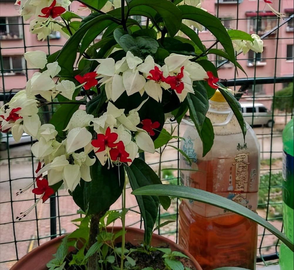 祥龙镇宅,3种开运花旺财又旺家