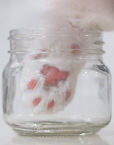 星巴克最值得换的咖啡杯,星巴克新出的一个猫爪杯