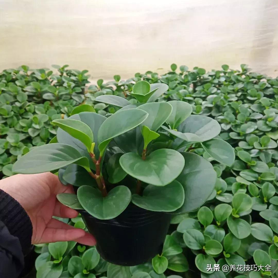 怎样养碧玉叶子又黑又亮又绿,豆瓣碧玉怎么养才能开花