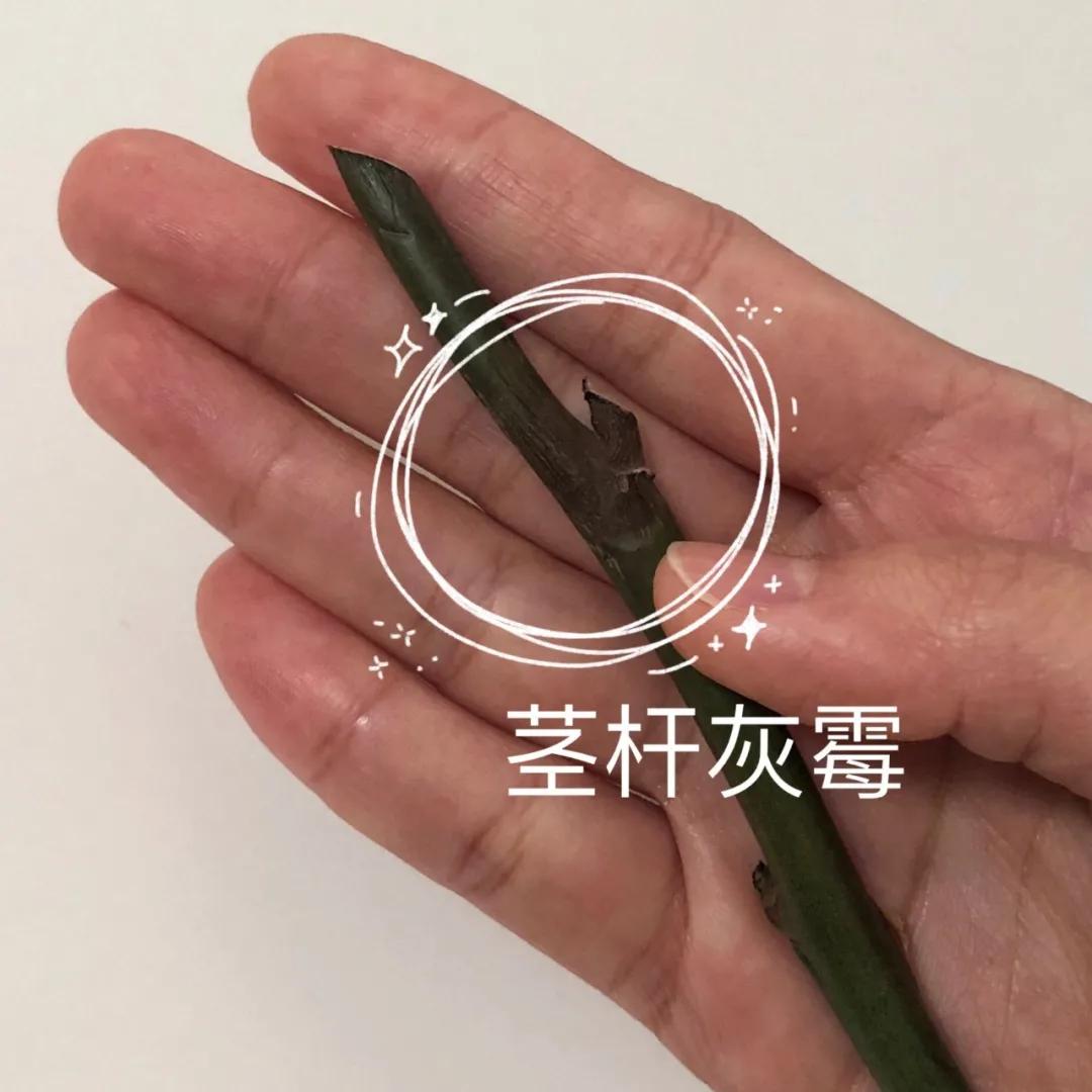 经验贴分享视频,鲜切花非洲菊的养护方法