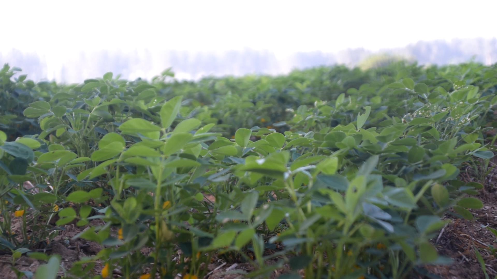 花生白绢病与茎腐病用什么药防治,治疗花生白绢病用什么农药最好用