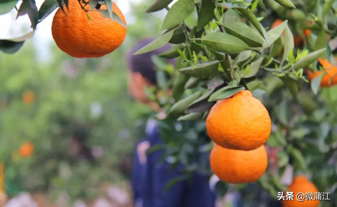 四川被国务院点名的县,蒲江通报