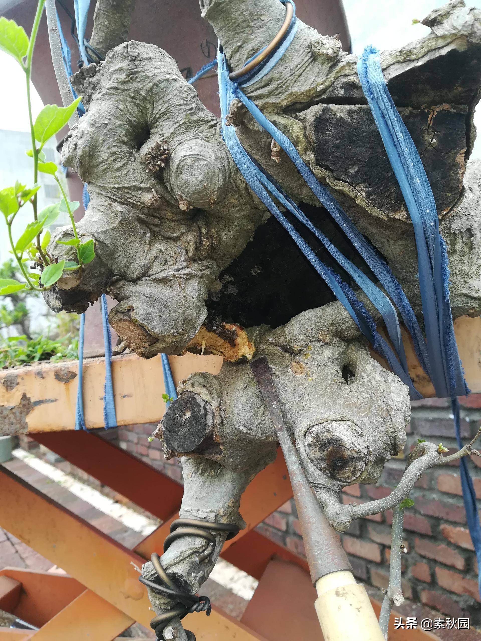 朴树盆景老桩夏季采挖与养坯,各种精品朴树盆景熟桩